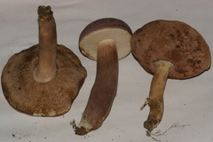 Tylopilus violatinctus