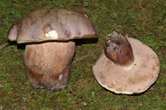 Tylopilus violatinctus