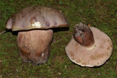 Tylopilus violatinctus