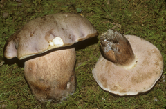 Tylopilus violatinctus