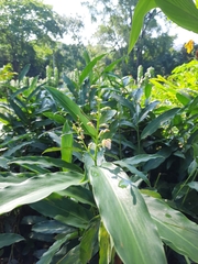 Alpinia conchigera