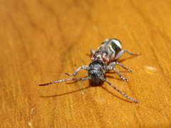 Psenocerus supernotatus