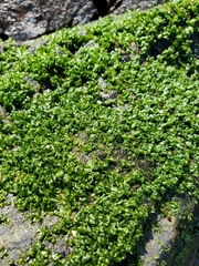 Prasiola meridionalis