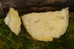 Tyromyces galactinus