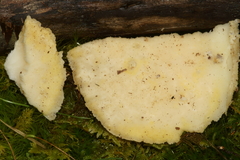 Tyromyces galactinus