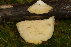Tyromyces galactinus