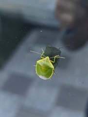 Glaucias amyoti