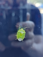 Glaucias amyoti