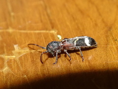 Psenocerus supernotatus