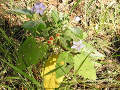 Solanum gympiense