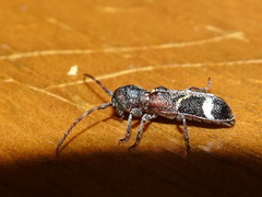 Psenocerus supernotatus