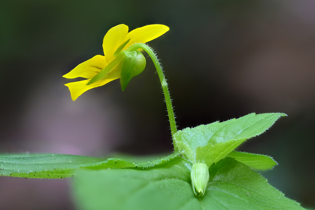 Viola glabella