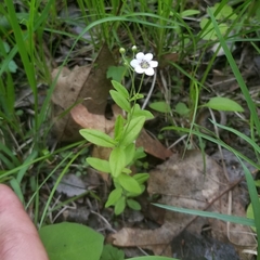 Moehringia lateriflora