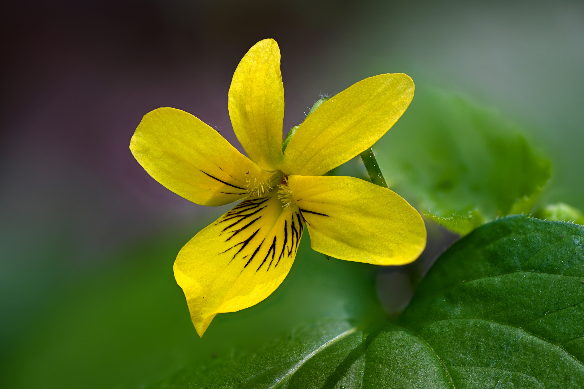 Viola glabella