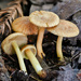 Inocybe citrifolia - Photo (c) Alan Rockefeller, some rights reserved (CC BY), uploaded by Alan Rockefeller