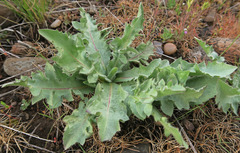 Centaurea benedicta