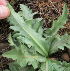 Centaurea benedicta