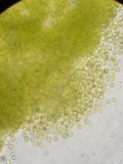 Prasiola meridionalis