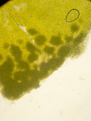 Prasiola meridionalis