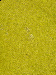 Prasiola meridionalis