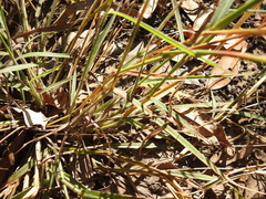 Digitaria breviglumis