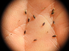 Digitaria breviglumis