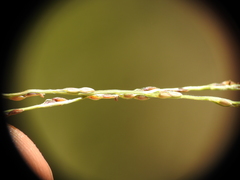 Digitaria breviglumis
