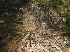 Digitaria breviglumis