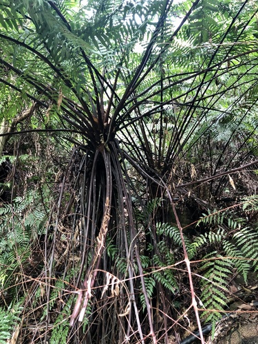 Cyathea podophylla iNat (1)