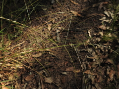 Digitaria breviglumis