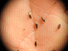 Digitaria breviglumis