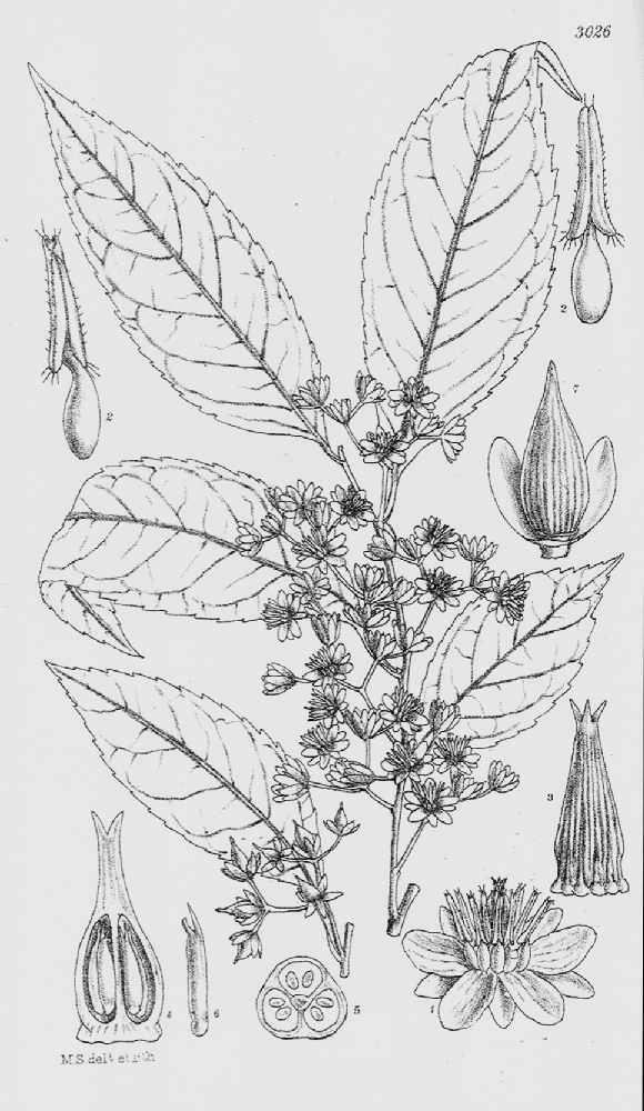 Sladenia
