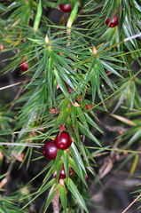 Melichrus erubescens