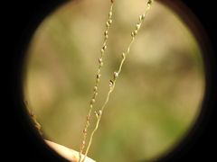 Digitaria parviflora