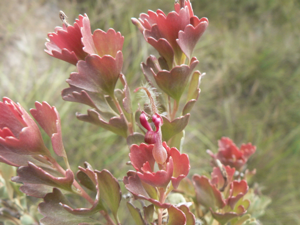 coastal jugflower