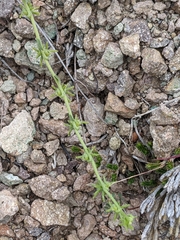 Harpagonella palmeri