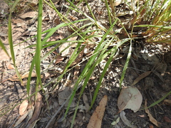 Digitaria parviflora