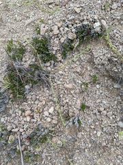 Harpagonella palmeri