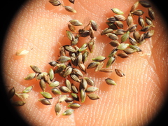 Digitaria parviflora