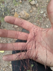 Muhlenbergia microsperma