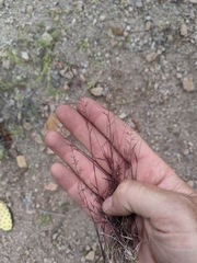 Muhlenbergia microsperma