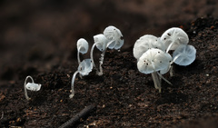 Hemimycena crispula