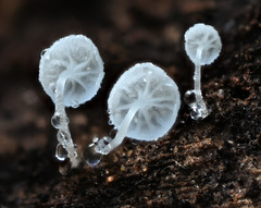 Hemimycena crispula