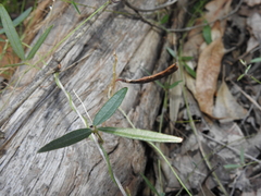 Glycine cyrtoloba