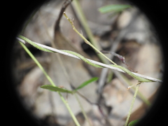 Glycine cyrtoloba