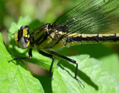Arigomphus cornutus