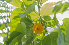 Cordia subcordata