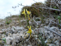 Linaria glauca