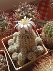 Gymnocalycium bruchii