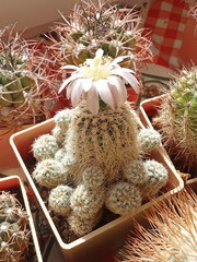 Gymnocalycium bruchii